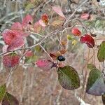 Vaccinium arboreum Folha