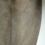 Aniba citrifolia Yaprak