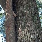 Cordia americana Bark