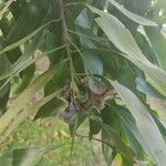 Acacia auriculiformis Fruit