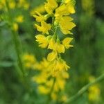 Melilotus officinalis Цветок