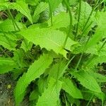 Crepis paludosa Blad