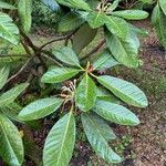 Rhododendron sinogrande Blad