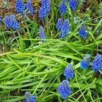 Muscari botryoides Hábito