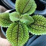 Pilea mollis Flor