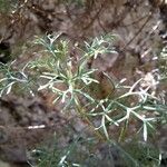 Artemisia alba Folla