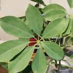 Schefflera arboricolaBlad