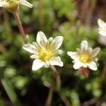 Saxifraga moschata Bloem