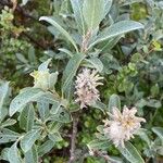 Salix glauca Цвят