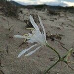 Pancratium maritimumFiore