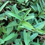 Ipomoea aquatica Leaf