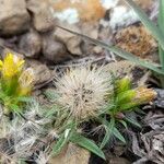 Pectis sessiliflora Fruto