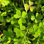 Oxalis dillenii Blatt