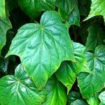 Begonia formosana Leaf