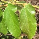 Grewia monticola Leaf