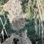 Phragmites australis Frucht