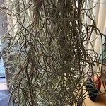 Tillandsia usneoides List