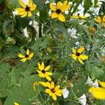 Coreopsis tripteris Bloem