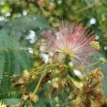 Albizia julibrissinBlomst