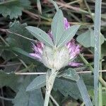 Trifolium medium Blatt