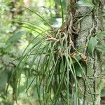 Brassavola tuberculata Hoja