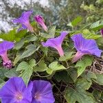 Ipomoea indica Flower