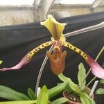 Paphiopedilum vejvarutianum Flor