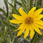 Scabrethia scabra Flower