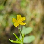 Rhagadiolus edulis Flower