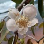 Magnolia figo Λουλούδι