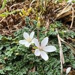 Erodium lebelii Fleur