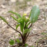 Ranunculus ophioglossifolius Hábito