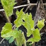 Clematis heracleifolia Blatt