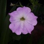 Petunia axillaris ᱵᱟᱦᱟ