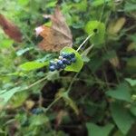 Persicaria perfoliata फल