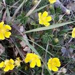 Potentilla pusilla Blad