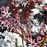 Sedum rubens Flor