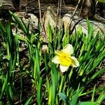 Narcissus pseudonarcissusFlower