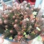 Sedum rupestreList