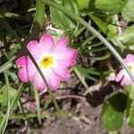 Primula rosea Blüte