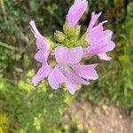 Malva alceaFlower