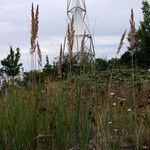 Calamagrostis epigejos Habit