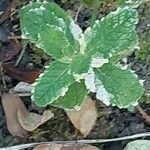 Mentha × rotundifolia Leht