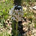 Arabis hirsuta Цвят