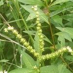 Penthorum sedoides Flower