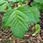 Viburnum acerifolium Blatt