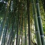 Phyllostachys bambusoides Bark