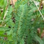 Astragalus hamosus Hoja