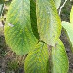 Ehretia dicksonii Blad