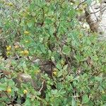 Lonicera etrusca Συνήθη χαρακτηριστικά